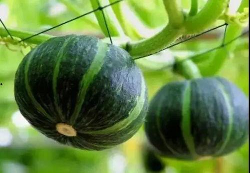 2023网红吃瓜事件,揭秘网络热点背后的真相与笑料  第3张